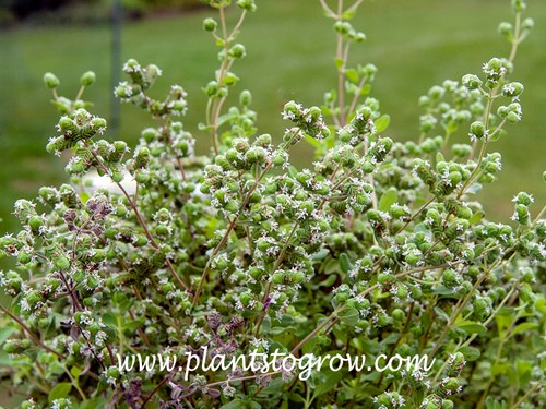 Sweet Marjoram (Origanum majorana) 
A blooming plant. Probably should have cut the flowers off before they were this advanced.